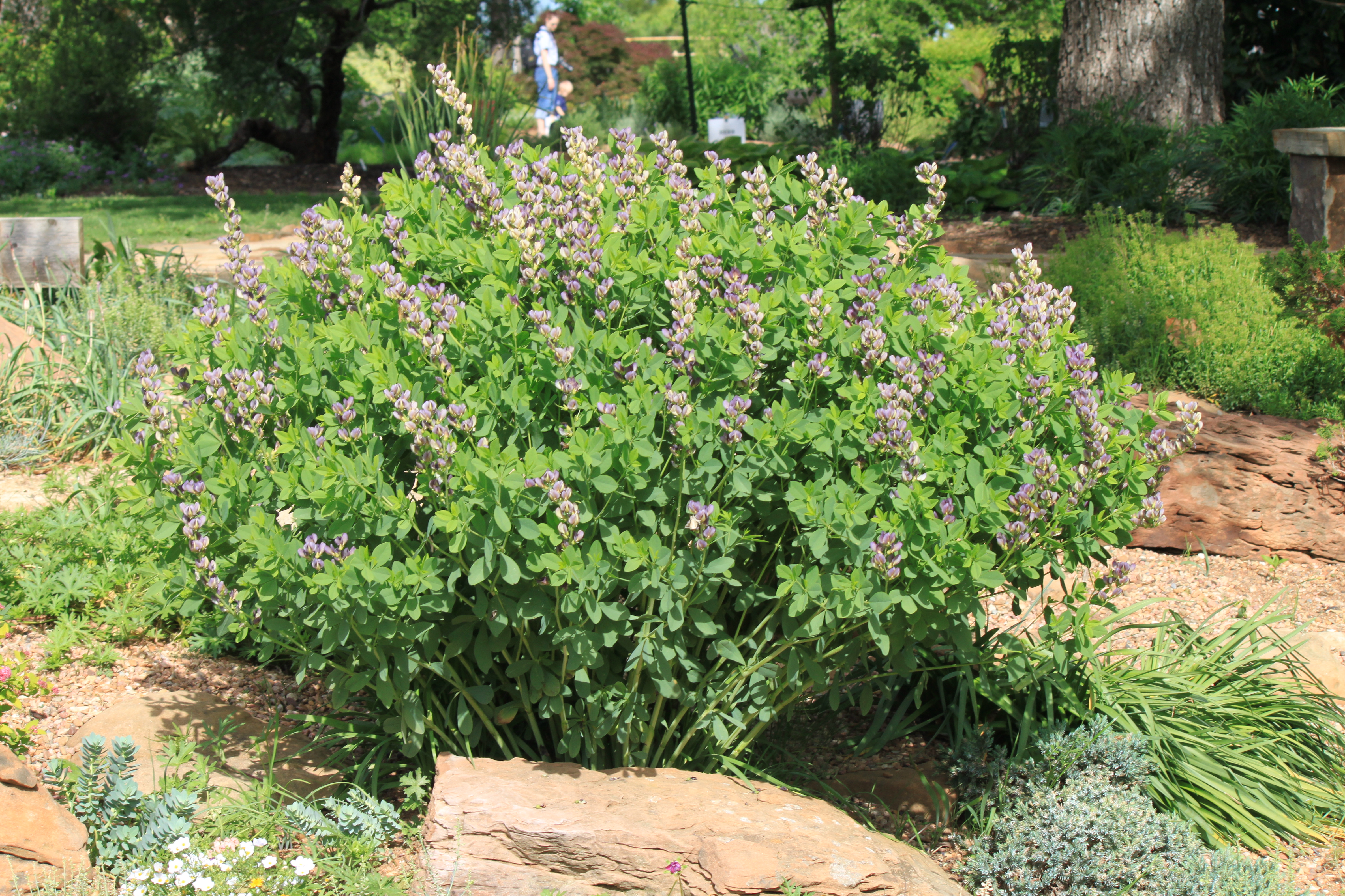 A false indigo plant in a bushed-shape figure with light purple flowers peaking through the green leaves.