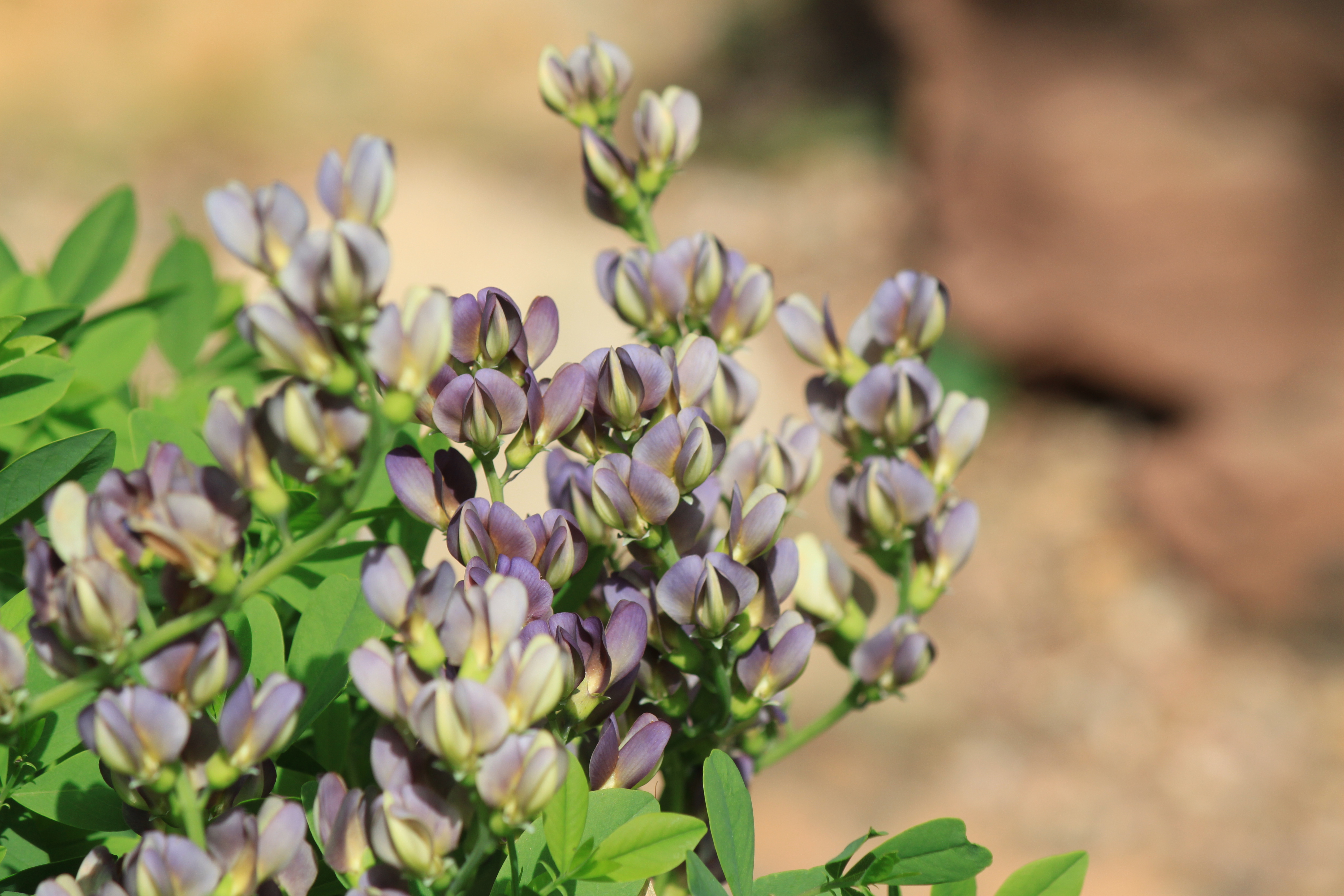 The purple petals that make a flower on the false indigo plant.