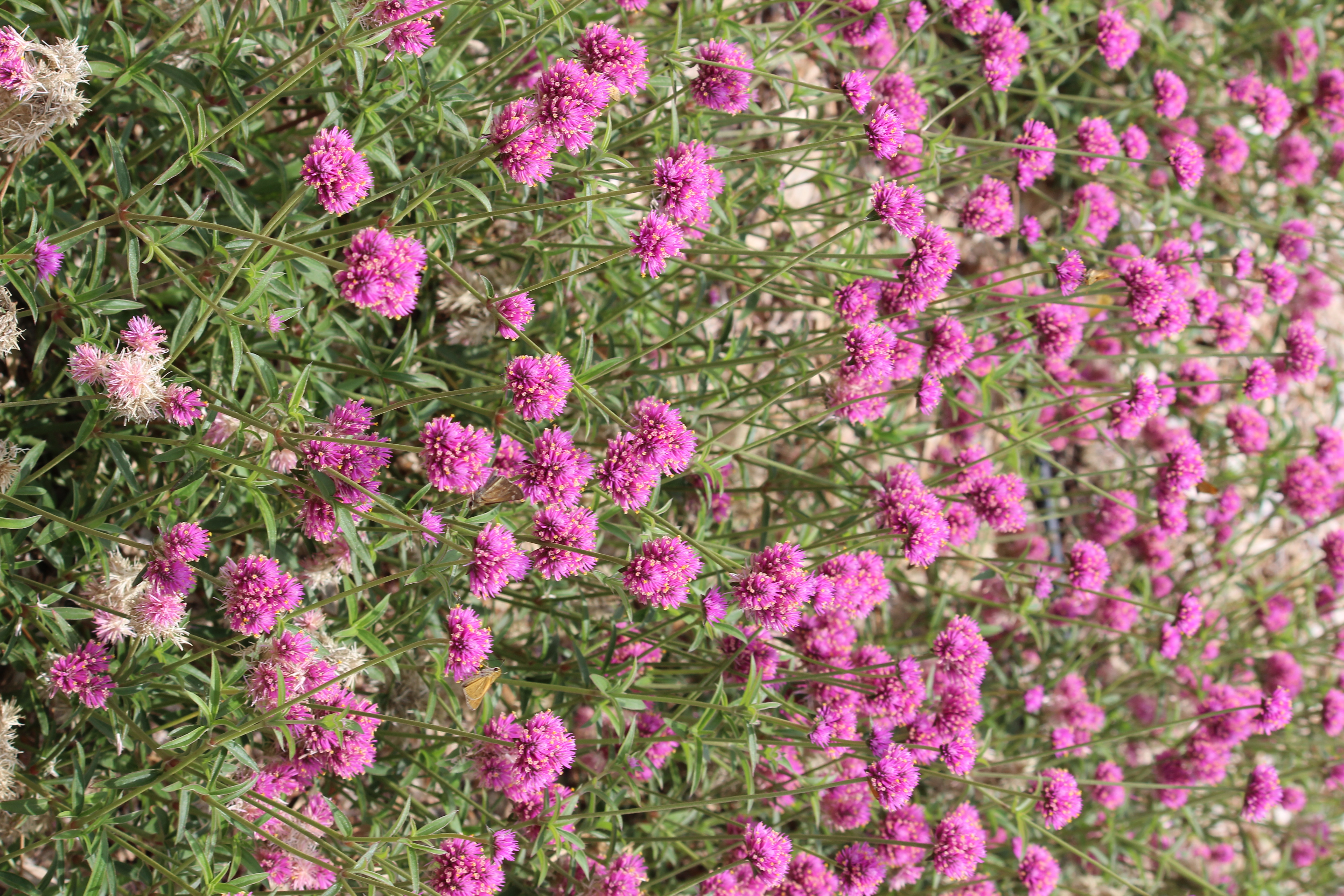 Hot pink globe Amaranth annual flowers in a field.