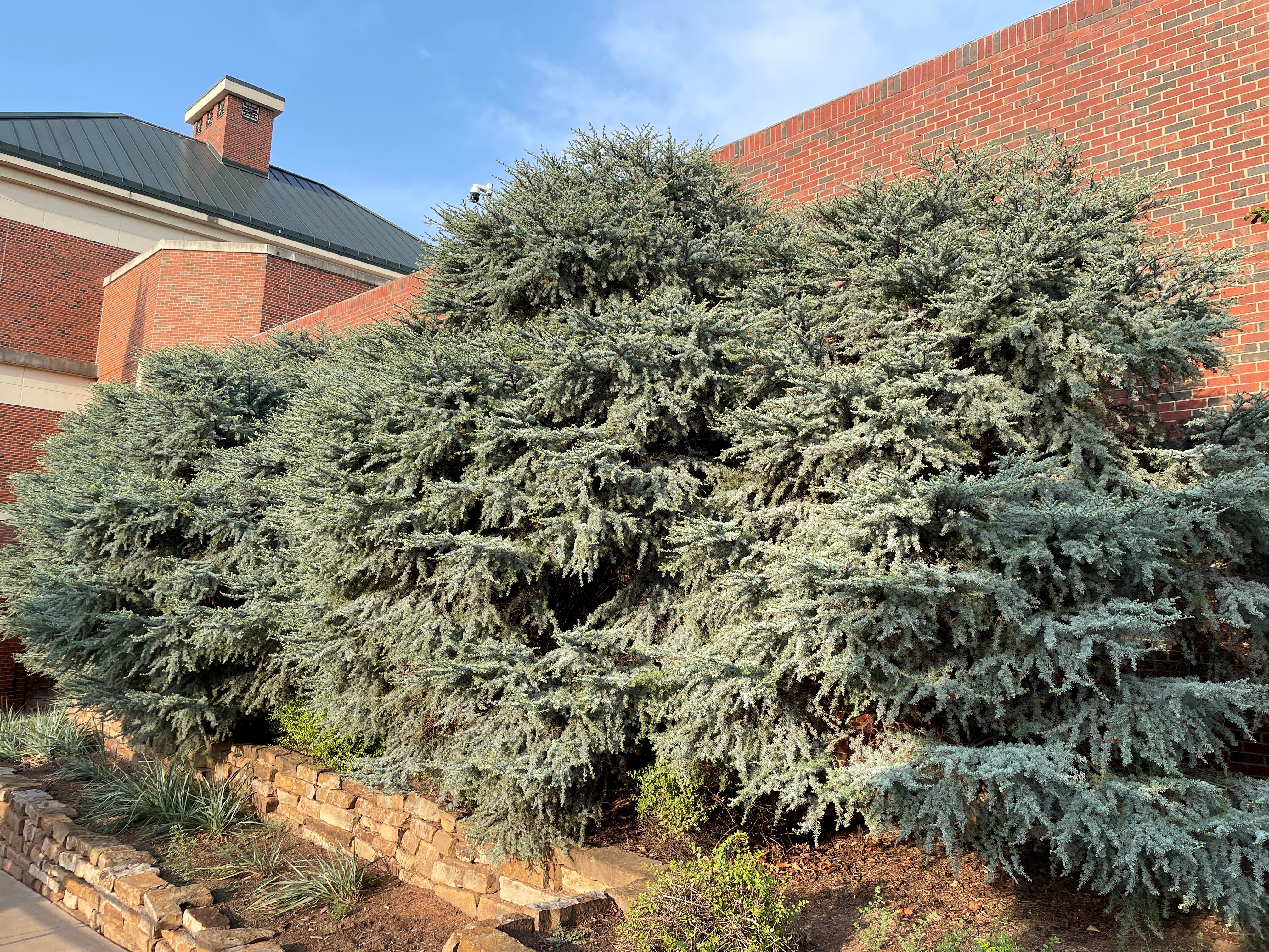 A full, sprawling Horstmann blue atlas cedar tree with silvery-green needles that create a thick, textured canopy beside a brick wall.