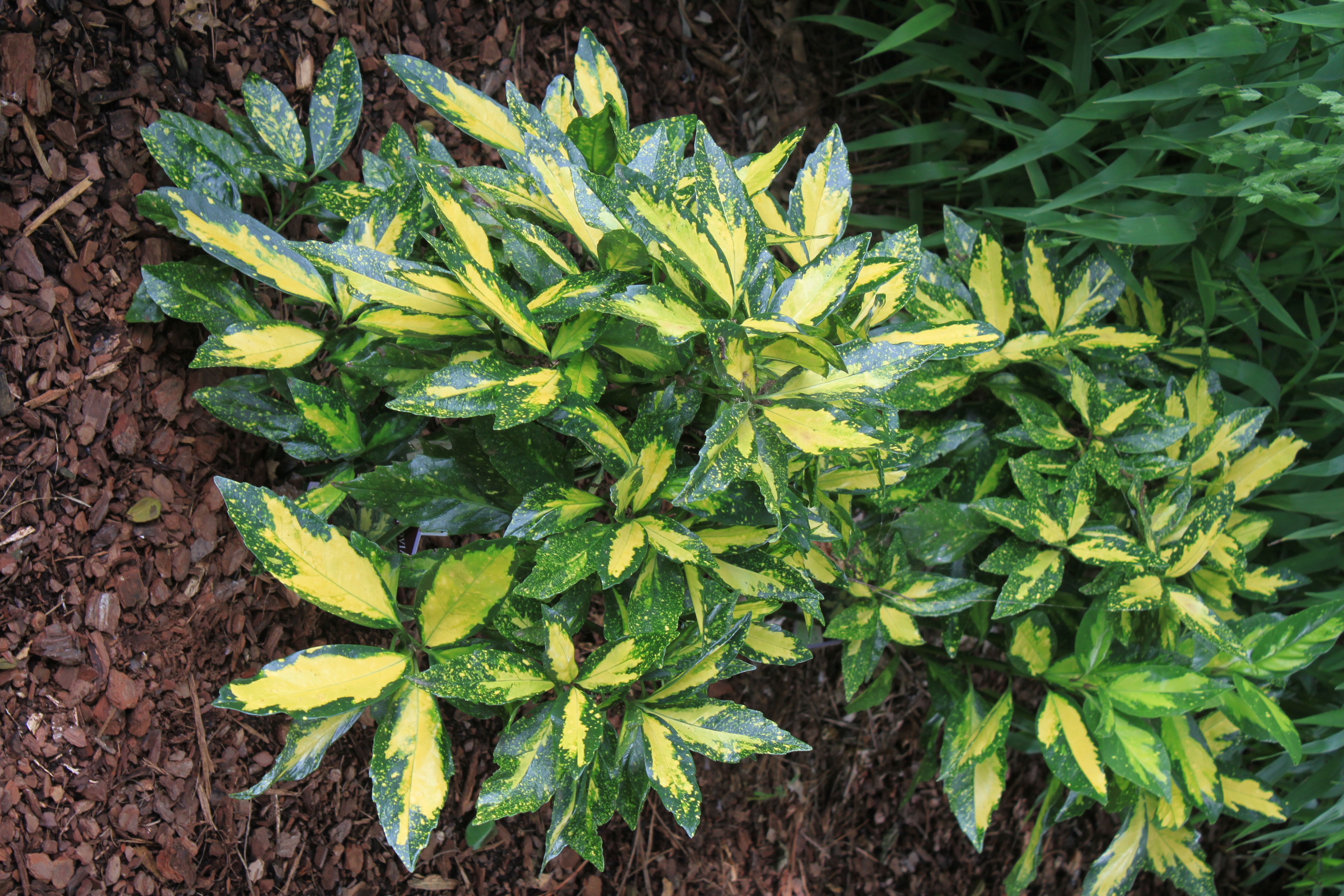 Dark green and yellow hardened leaves clustered together.