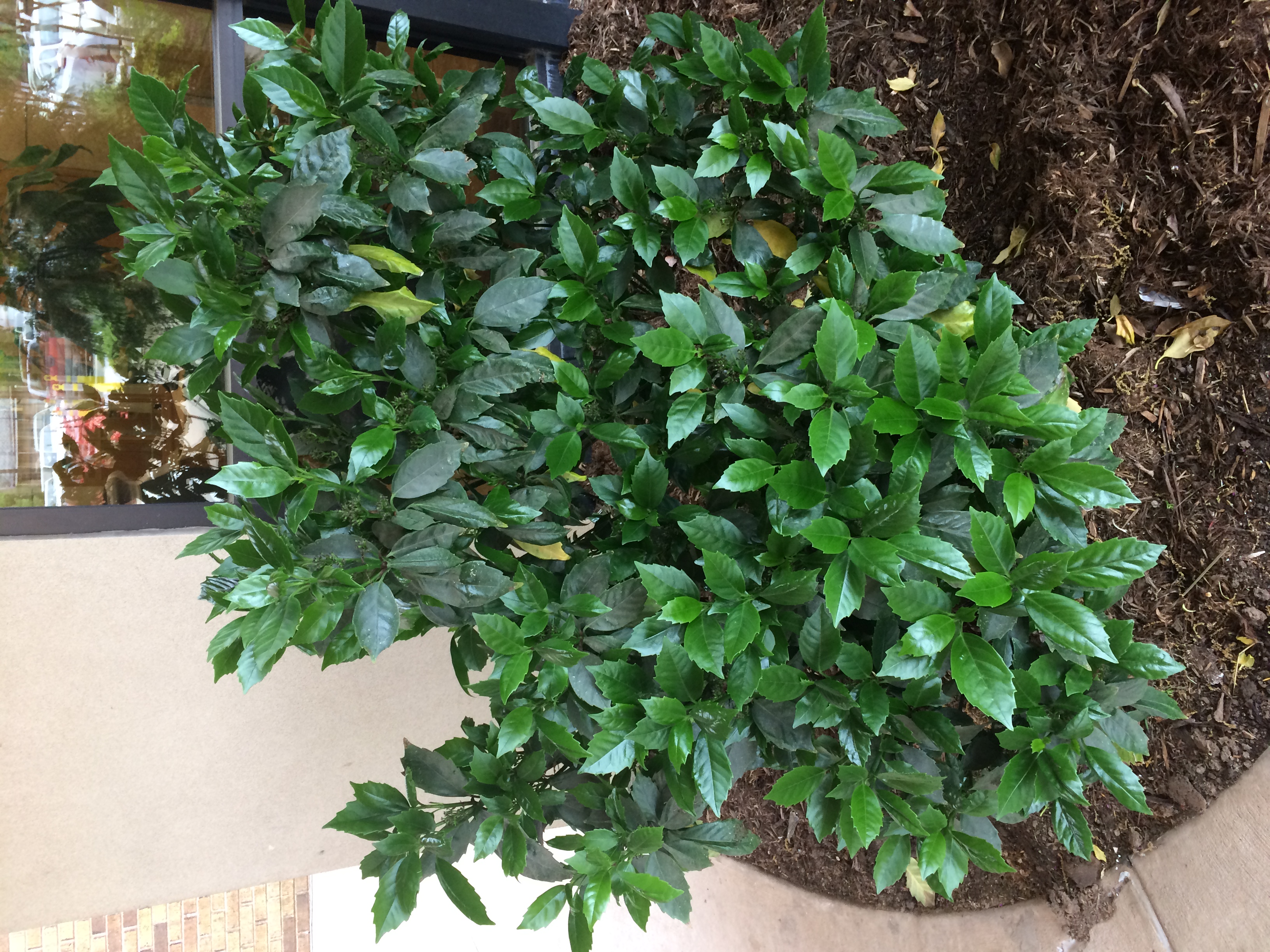 Dark green, shiny leaves on a Japanese aucuba shrub, occasionally with yellow spotting on the leaves.