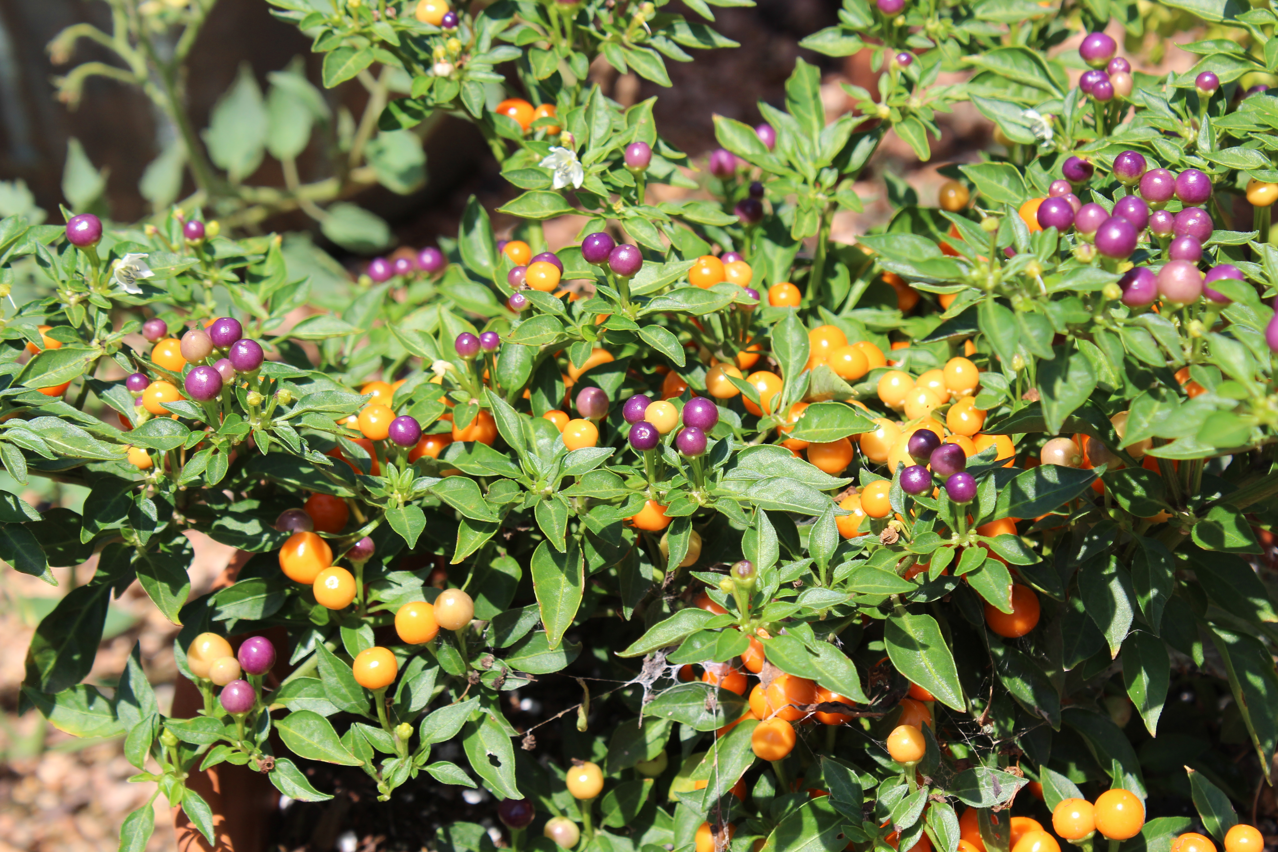 Green leaves with purple circular berries and orange, yellow ornamental peppers.