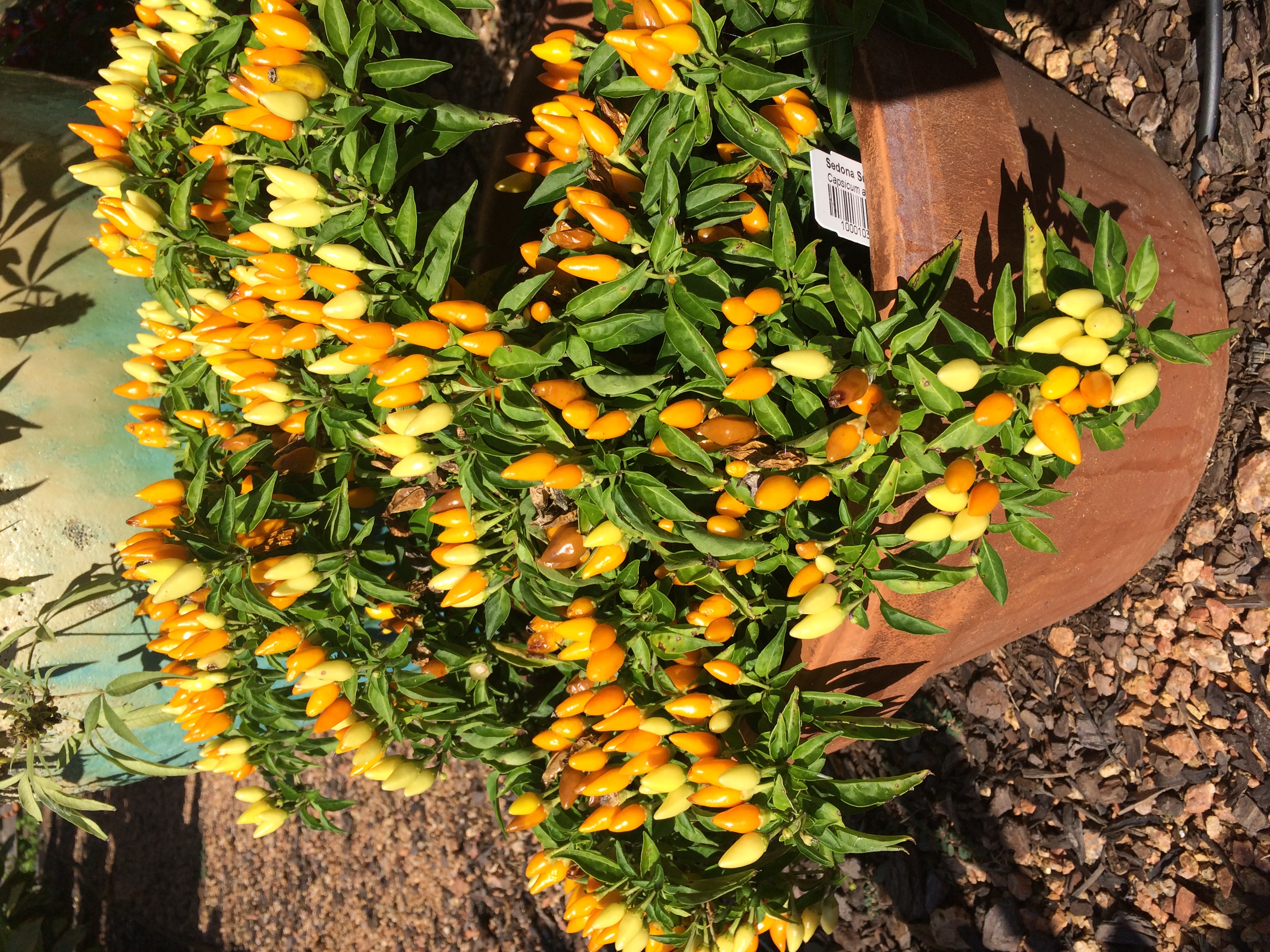 Bright yellow and orange fruit growing from an ornamental pepper cultivar annual plant inside of an outdoor pot.