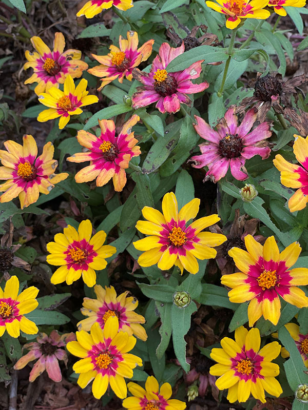 Profusion Red Yellow Bicolor Zinnia