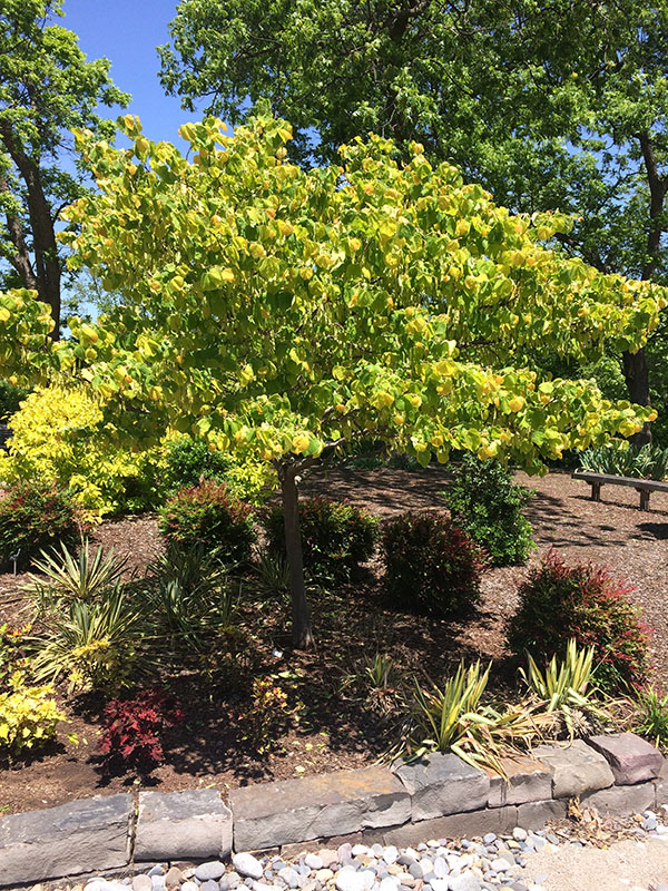 A tree with yellow leaves with small bushes around the bottom.