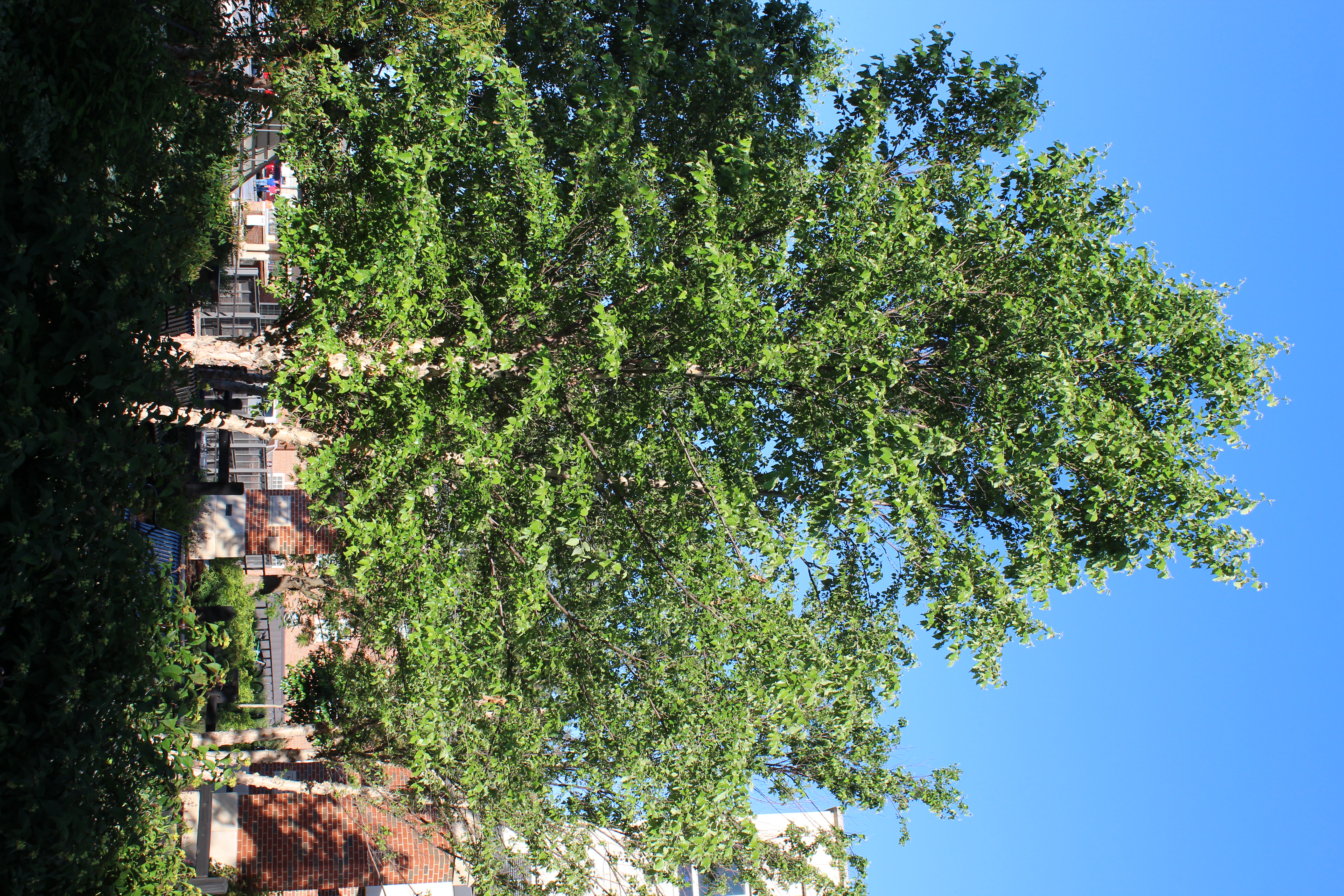 Rich green leaves on a broad river birch tree next to other trees and a brick building.