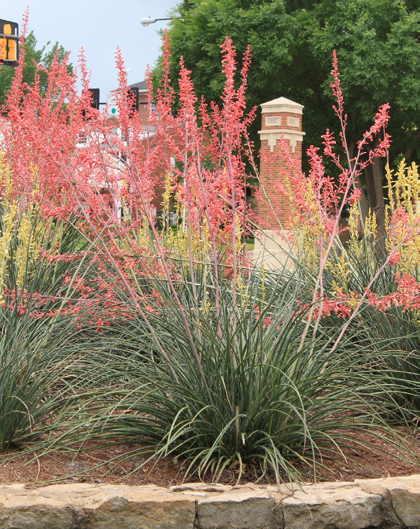 A Red Yucca plant with red flowers.
