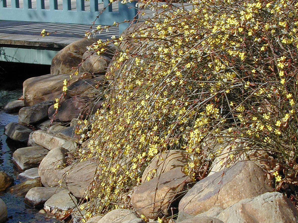 A winter jasmine shrub with yellow flowers.