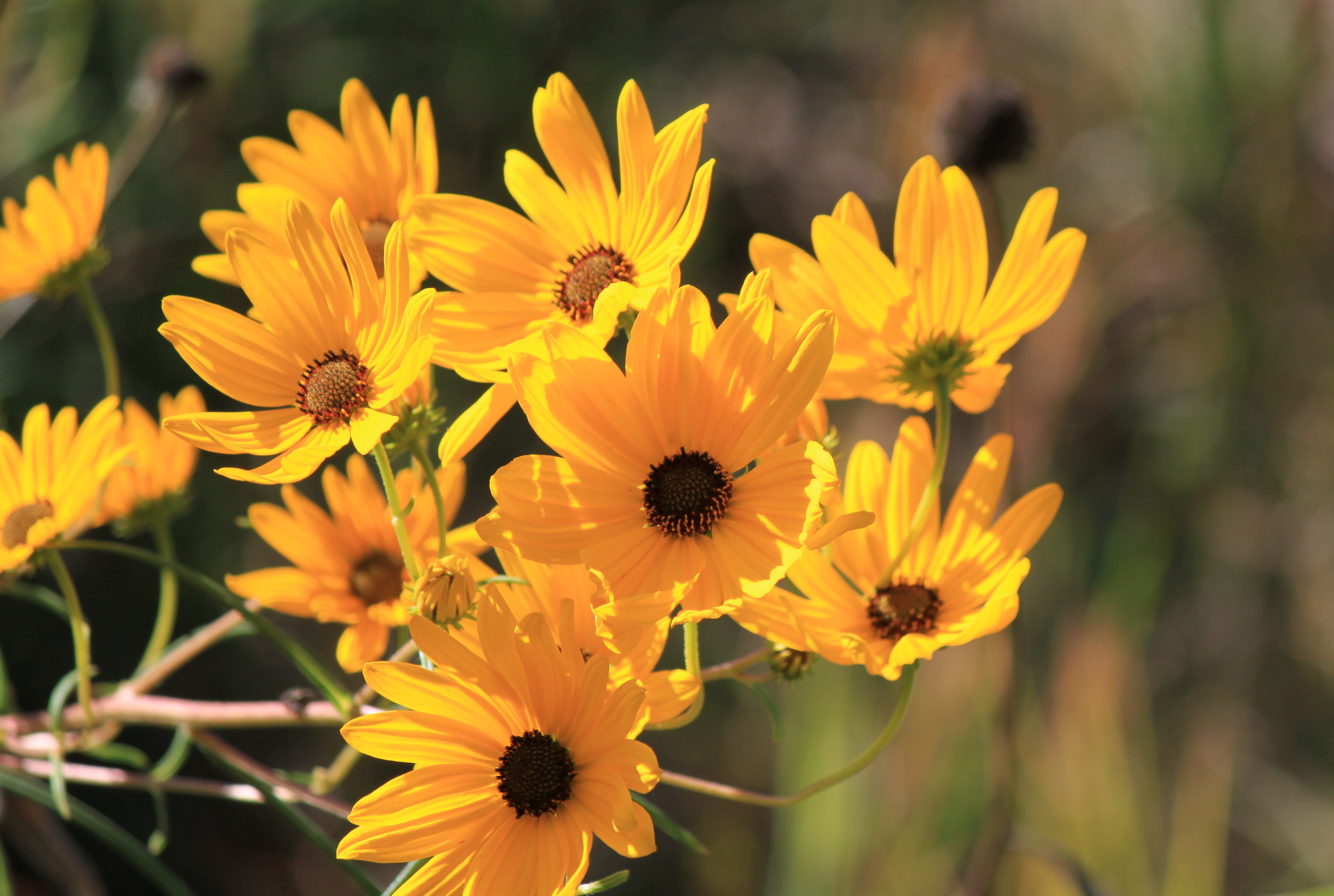 Bright yellow petals that shape into flowers with a dark pistil in the middle.