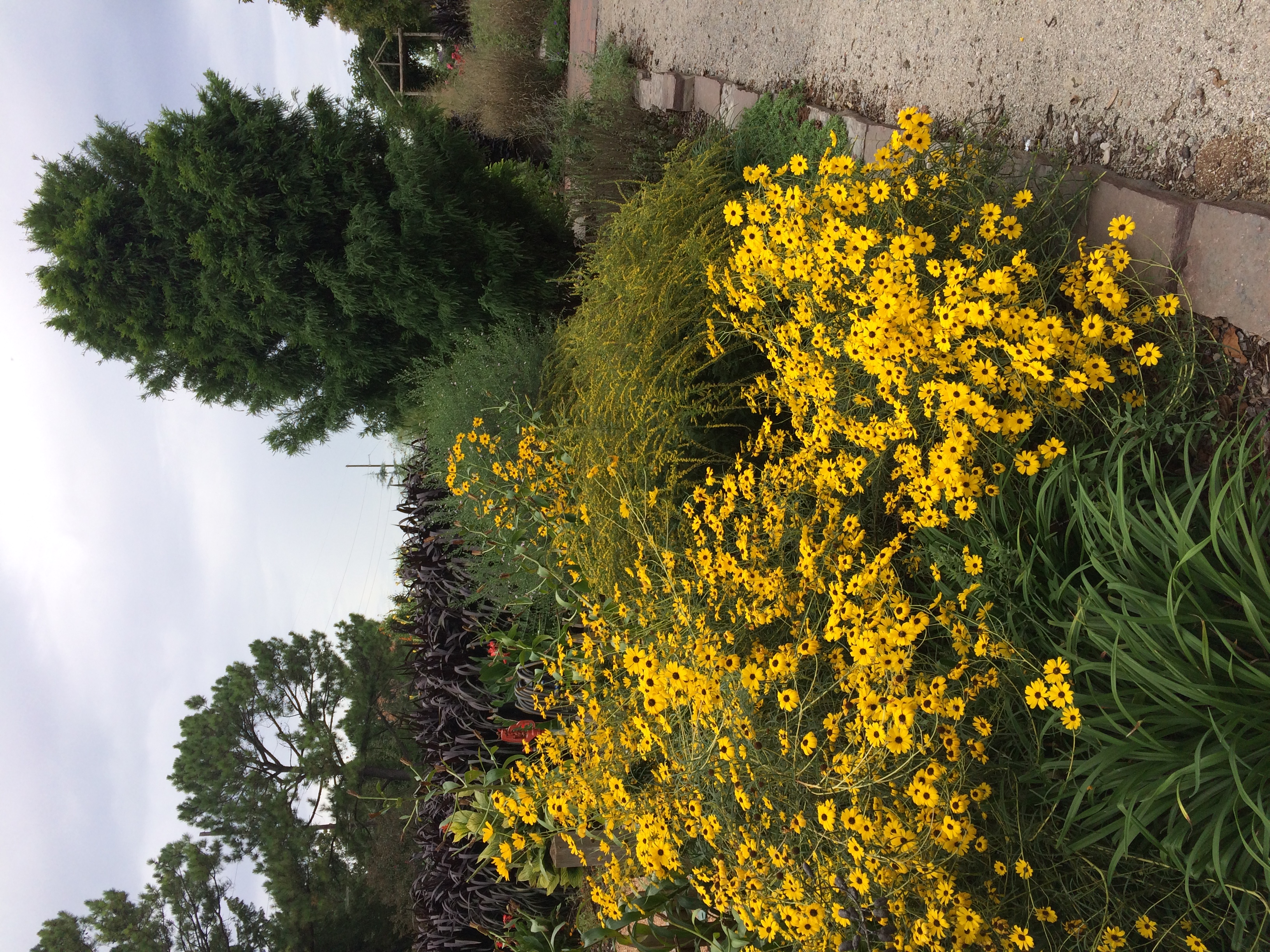 Small yellow flowers blooming from a swamp or narrow-leaf sunflower perennial plant that is in a small garden of other green plants. 