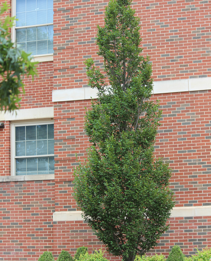 A hornbeam tree next to a red brick building.