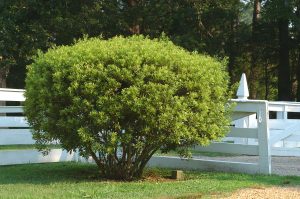 Southern Waxmyrtle