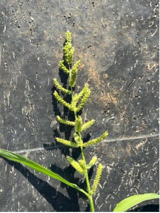 A close-up view of a barnyardgrass plant showing its green stem, narrow leaves and branching seed head.