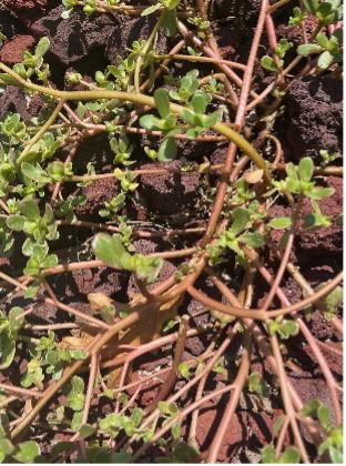 A close-up view shows a purslane plant growing along the ground with small green leaves and reddish, branching stems.