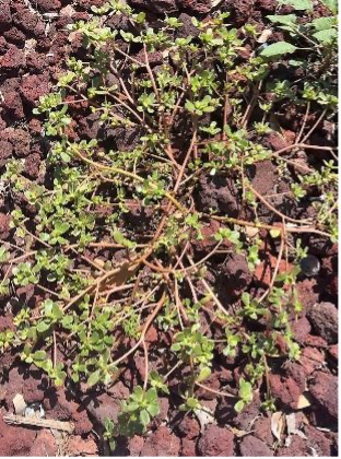 A patch of purslane spreads across dry, cracked soul with low-growing stems and small green leaves.