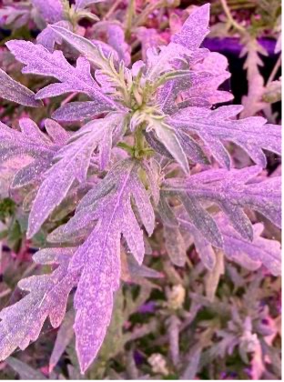 An up-close view of a ragweed plant growing under purple lights in a greenhouse.