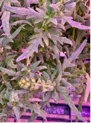 Multiple ragweed plants growing under purple lights in a greenhouse.