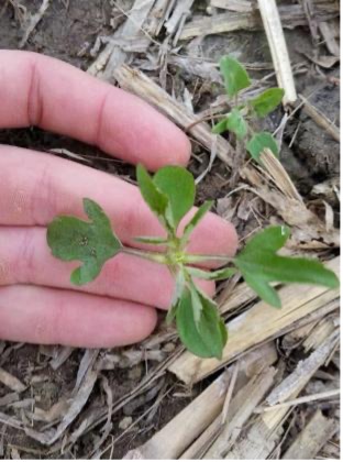 A hand lifts a ragweed seedling among old corn stalks in a field.