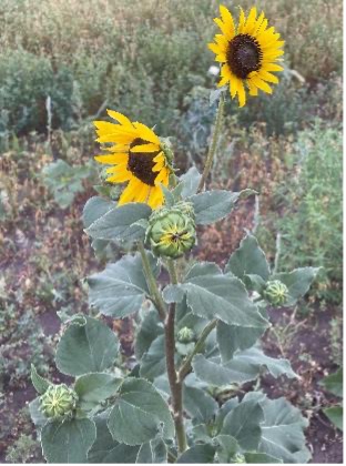 Two bright yellow sunflowers bloom on a plant surrounded by vegetation.