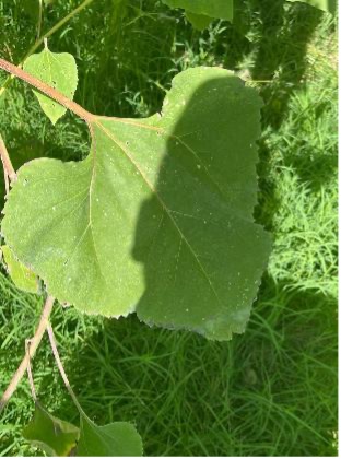 A close-up view of a sunflower leaf with rigid edges.
