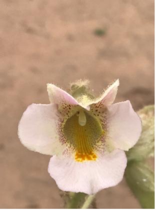 A devil’s claw flower has pale pinkish-white petals with a yellow throat and purple-speckled markings near the center.