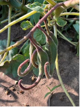 A devil’s claw plant has long, hook-shaped seed pods hanging from green stems.