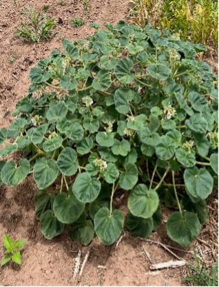 A devil’s claw plant grows close to the ground with alternate, heart-shaped leaves.