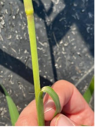 A hand pulls back a leaf on a barnyardgrass plant.