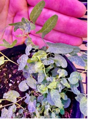 A hand lifts a growing bindweed plant in a greenhouse under purple lights.