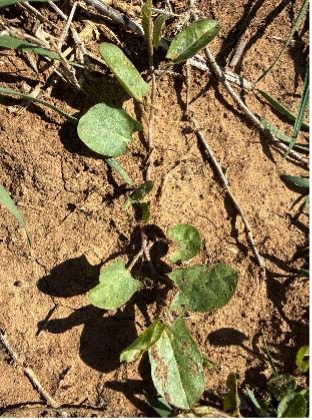 A bindweed plant grows in dry, brown soil.
