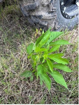 A young giant ragweed plant grows among grass and other vegetation with an ATV tire in the background.