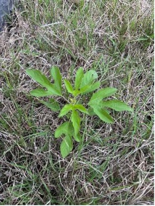 A small giant ragweed plant grows among dry grass and other vegetation.
