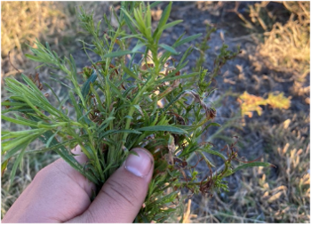 A horseweed plant with narrow green leaves is held by a hand among surrounding vegetation.