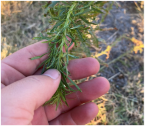 A hand holds a stem of a ragweed plant at a close-up view.