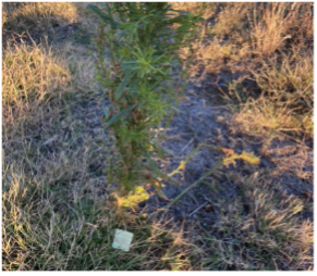 A tall horseweed plant with an upright stem and narrow green leaves grows among dry grass and other vegetation.