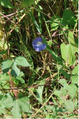An ivyleaf morningglory plant with a light blue, funnel-shaped flower with a yellow and white center grows among dense green vegetation.