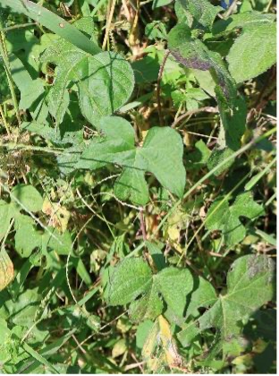 An invyleaf morningglory vine with broad, three-lobed leaves.