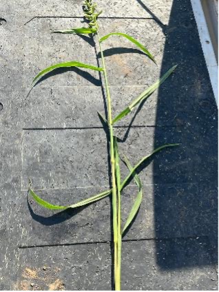 A whole barnyardgrass plant lays flat on a black surface.