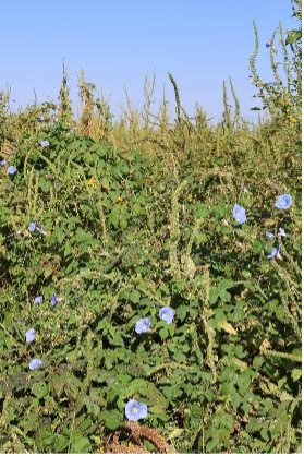 Ivyleaf morningglory vines with scattered pale blue flowers form a dense patch of vegetation beneath a clear blue sky.