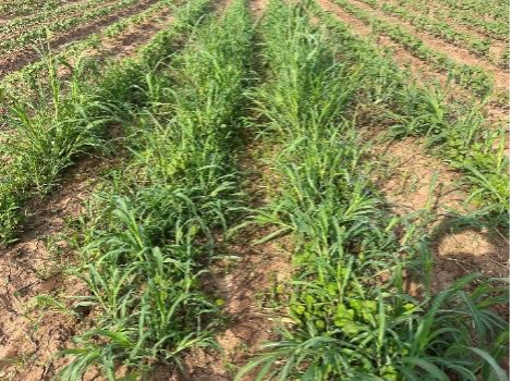 Johnsongrass grows in neat rows in a dry field.