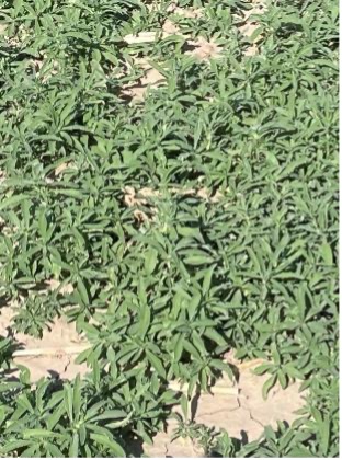 A dense strand of kochia plants grow in dry soil.