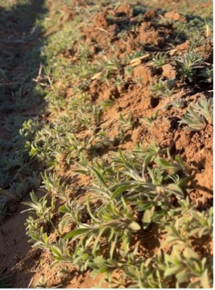 Spread out kochia plants grow in red dirt.