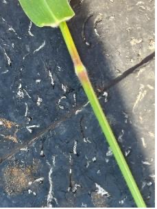 An up-close view of a large crabgrass stem and leaf base on a black background.