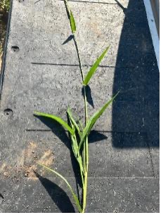 A whole crabgrass plant with narrow green leaves and a slender stem on a black background.