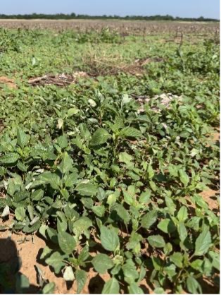 Young palmer amaranth plants with broad green leaves grow densely across a field.