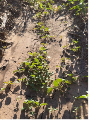 Palmer amaranth seedlings grow in a row along bare soil.