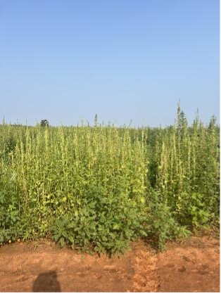 Mature palmer amaranth plants with tall, upright seedheads grow densely across a field beneath a clear sky.