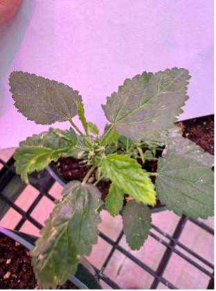 A young prickly sida plant grows in a black nursery pot in a greenhouse under purple lights.