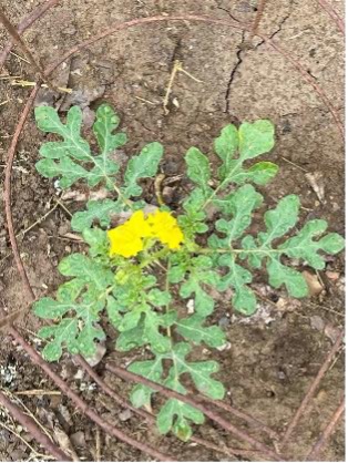 A bird’s-eye-view of a single yellow buffalo bur plant growing close to the ground with branching stems.